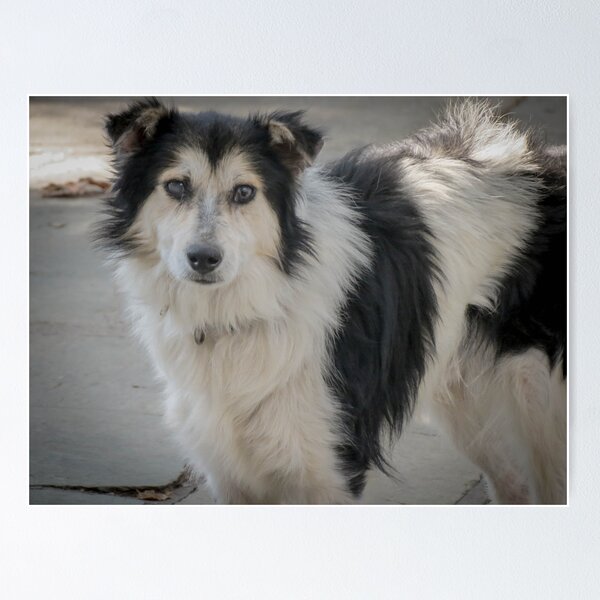 Item preview, Greek dog designed and sold by Riko2us.
