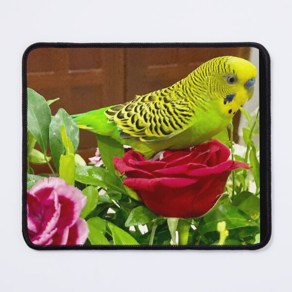 Item preview, Parakeet designed and sold by Capture  Room.