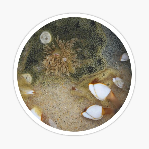 Item preview, Barnacles at Home in a Plastic Lid  designed and sold by Gwenn Seemel.