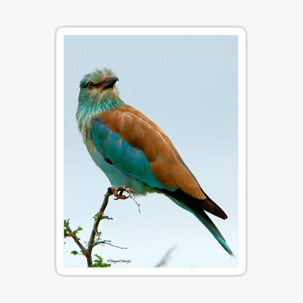 EUROPEAN ROLLER - Coracias caudata - Gewone troupand Sticker