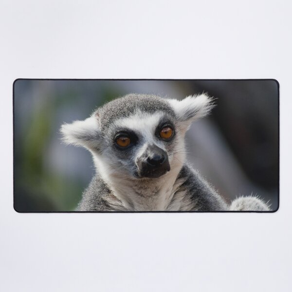 Item preview, The resting Ring-tailed Lemur monkey designed and sold by Between Clouds.