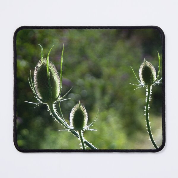 Artikelvorschau, Distel ins natürliche Licht entworfen und verkauft von Between Clouds.