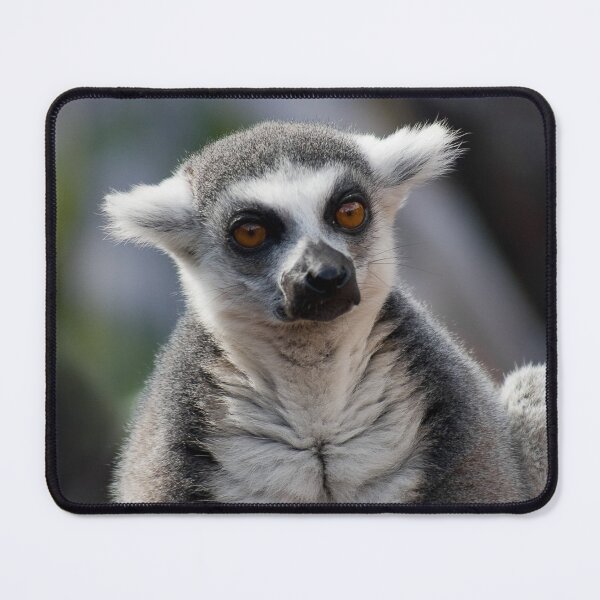 Item preview, The resting Ring-tailed Lemur monkey designed and sold by Between Clouds.