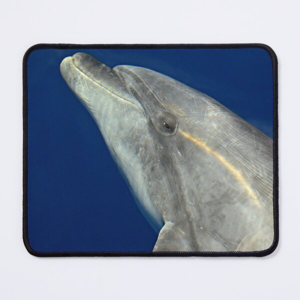 Item preview, Making friends with a bottlenose dolphin designed and sold by chloeyzoard.