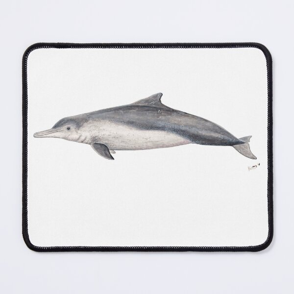 Item preview, Australian humpback dolphin (Sousa sahulensis) designed and sold by chloeyzoard.