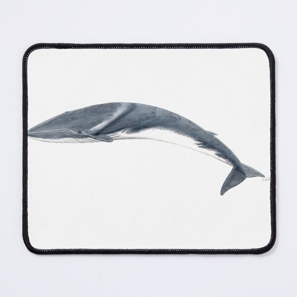 Item preview, Fin whale calf designed and sold by chloeyzoard.