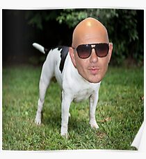 Pitbull Poster