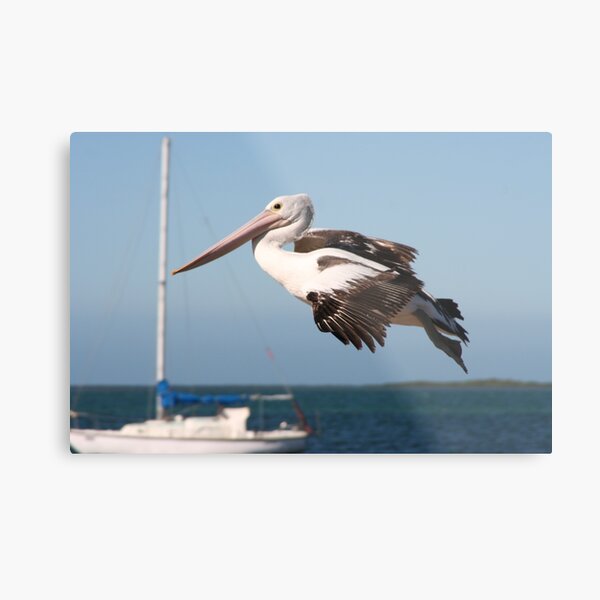 Fly Past Metal Print