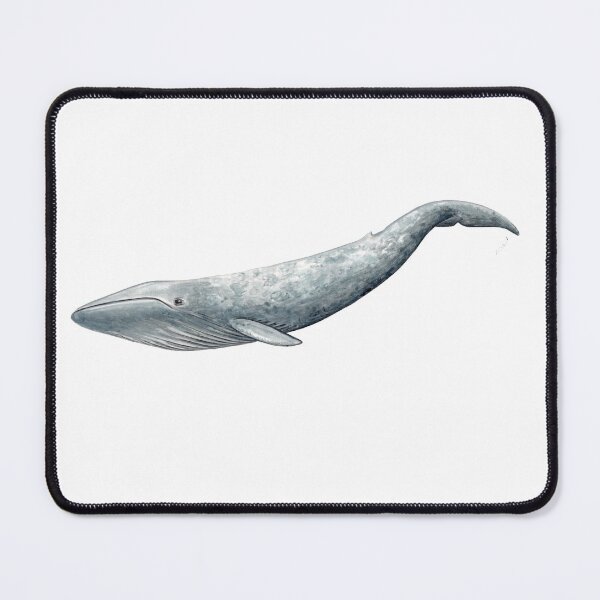 Item preview, Baby blue whale designed and sold by chloeyzoard.