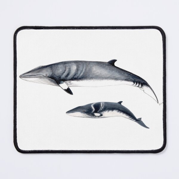 Item preview, Minke whale designed and sold by chloeyzoard.