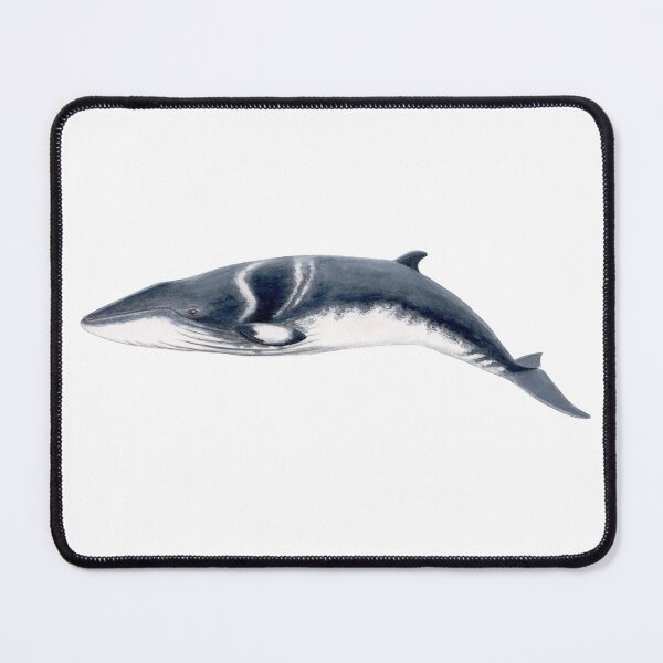 Item preview, Baby Minke whale designed and sold by chloeyzoard.