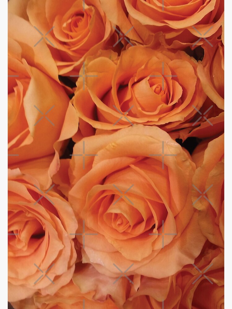 Sunset Rose by jhennetylerb