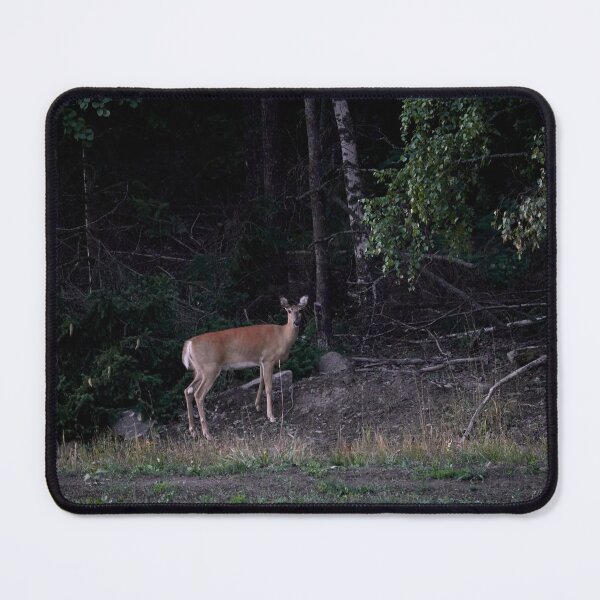 Item preview, Is there a danger or not. White-tailed deer designed and sold by Jouko Lehto Photography.