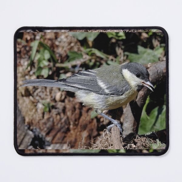 Item preview, r1360/  new finition 2021  Birds  05 b (c)(t) by Olao-Olavia / Okaio Créations  designed and sold by o.okaïo.