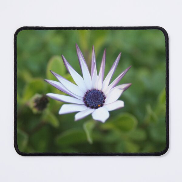 Item preview, Startled African Daisy Flower designed and sold by Anna Lemos.
