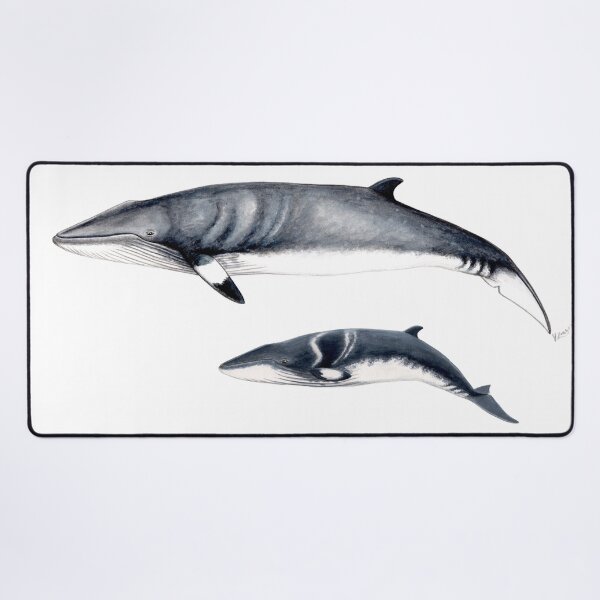 Item preview, Minke whale designed and sold by chloeyzoard.