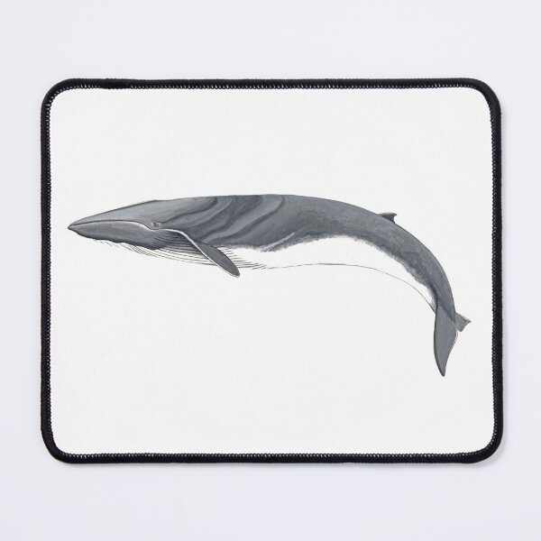 Item preview, Fin whale designed and sold by chloeyzoard.