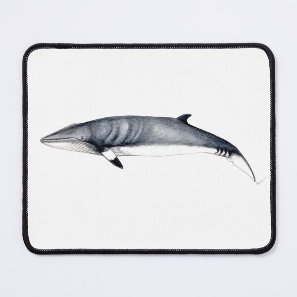 Item preview, Minke whale designed and sold by chloeyzoard.