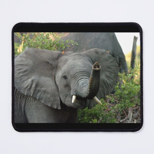 Item preview, Curious African Elephant designed and sold by quentinjlang.