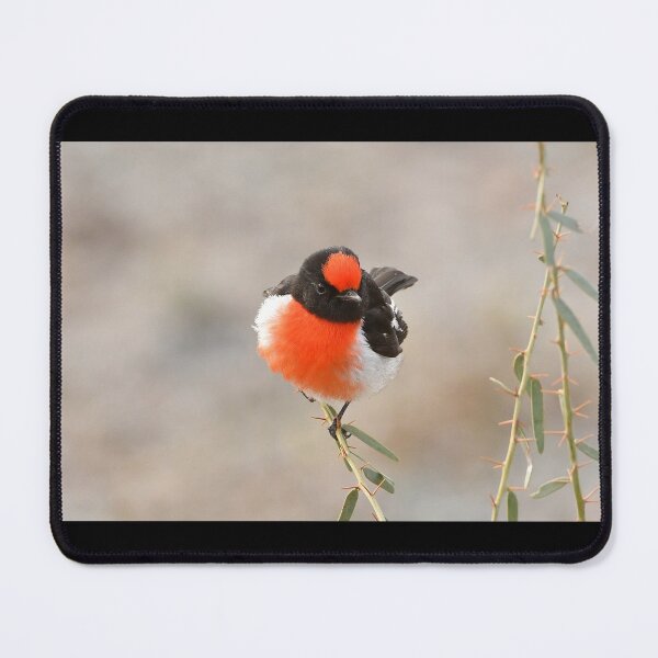 Item preview, Red-capped Robin 9 designed and sold by quentinjlang.