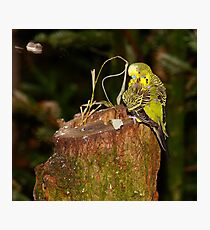 Bird Photographic Print