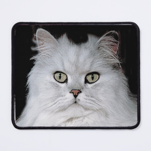 Item preview, r2754/ 5 " Choupette " avec le Studio Portable Okaio et 3 (bal) flahs Okaio - Les Chats du temps de l'Argentique - Cats from the time of the film " (h) Olavia-Olao Okaio Créations designed and sold by o.okaïo.