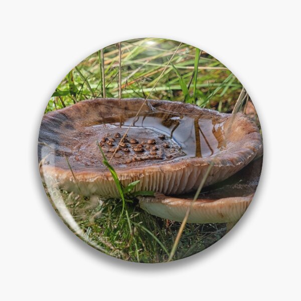 Item preview, Two Amanita rubescens in forest designed and sold by Photopat.