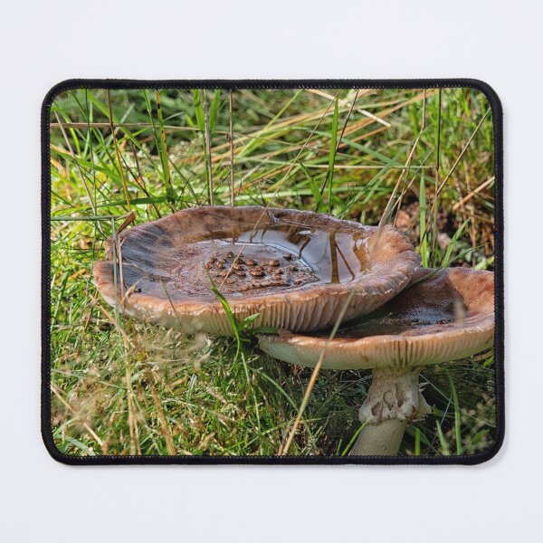 Item preview, Two Amanita rubescens in forest designed and sold by Photopat.