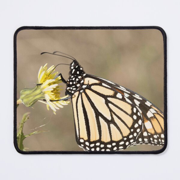 Item preview, Monarch emergence designed and sold by Steve Chapple.