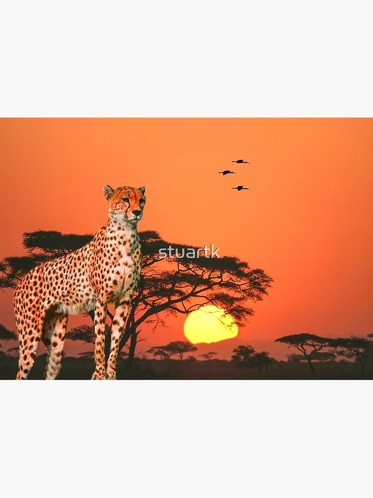 Cheetah, African Wildlife Cap for Sale by printedsparrow