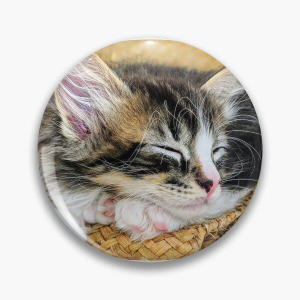Item preview, Tabby ragdoll Norwegian forest kitten designed and sold by Fluffycat2020.