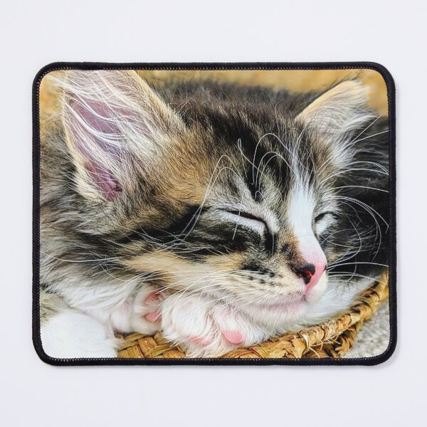 Item preview, Tabby ragdoll Norwegian forest kitten designed and sold by Fluffycat2020.