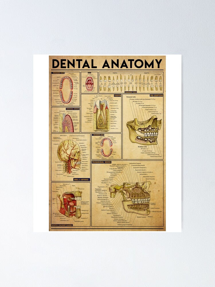 Dentist Tools Anatomy Art Print Dental Instruments Dental Care Art Poster  Dentist Clinic Wall Decor