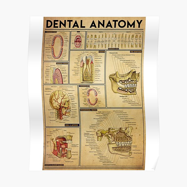 Dental Dentist Full Art Poster
