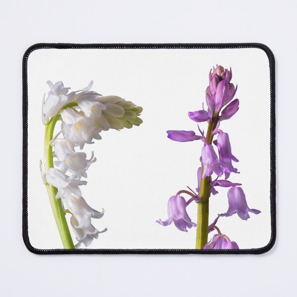 Item preview, Pinkbells Whitebells, Studio Photo on Black,accent art designed and sold by JonDelorme.