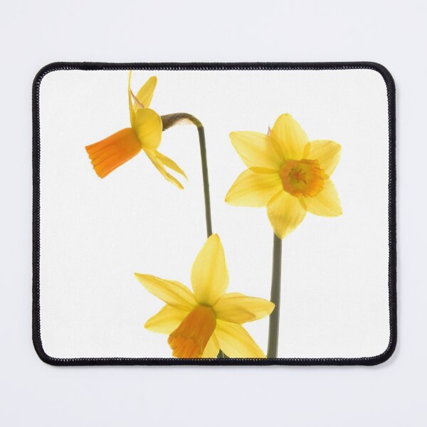 Item preview, Tête à tête Miniature Narcissi Daffodils Photo studio close up designed and sold by JonDelorme.