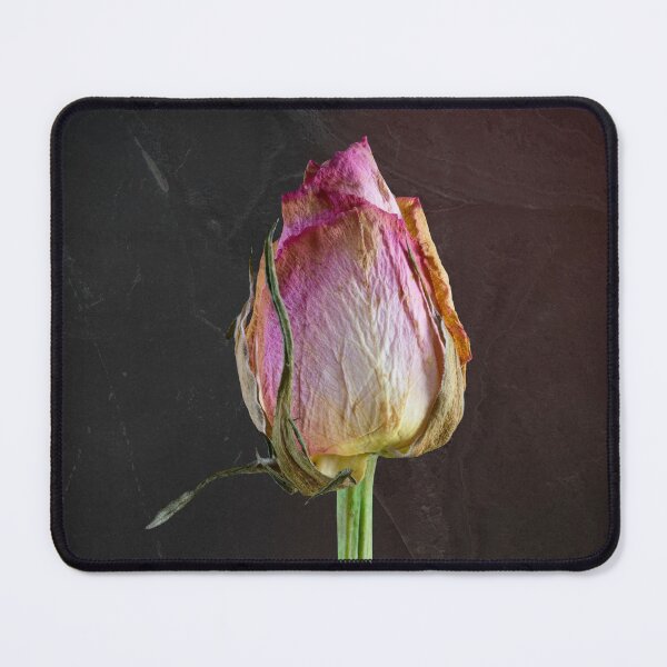 Item preview, Old Rose against Slate, Macro Studio Photography designed and sold by JonDelorme.