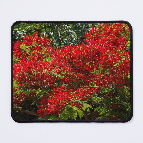 Item preview, Red flowers on a delonix regia tree designed and sold by iCimages.net.