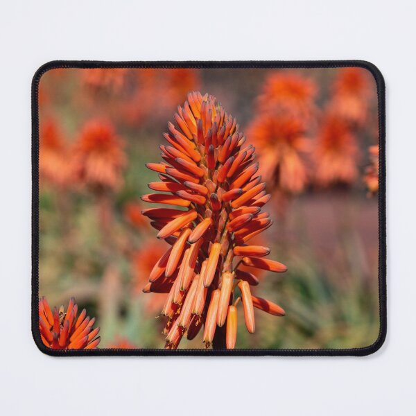 Item preview, Candelabra Aloe designed and sold by iCimages.net.