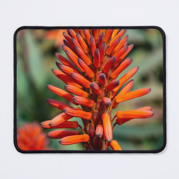 Item preview, Candelabra Aloe Vera designed and sold by iCimages.net.