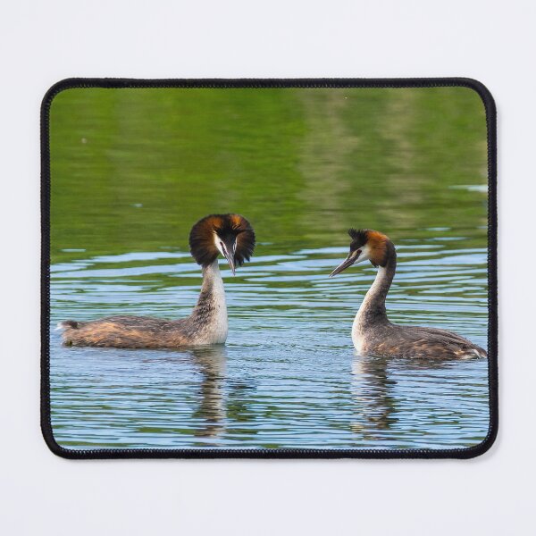 Item preview, Dancing Great Crested Grebes designed and sold by iCimages.net.