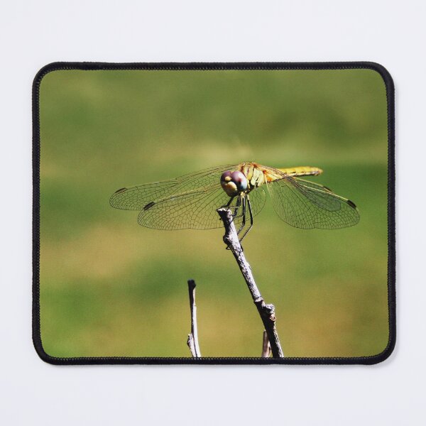 Item preview, Dragonfly on a Stick designed and sold by Anna Lemos.