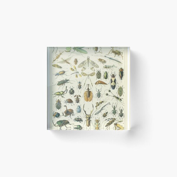 Item preview, Adolphe Millot Vintage Insect designed and sold by koovoxdogs.