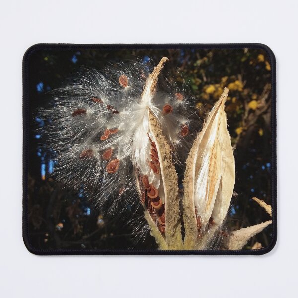 Item preview, Milkweed pods in the Autumn breeze designed and sold by edwardtiptonart.