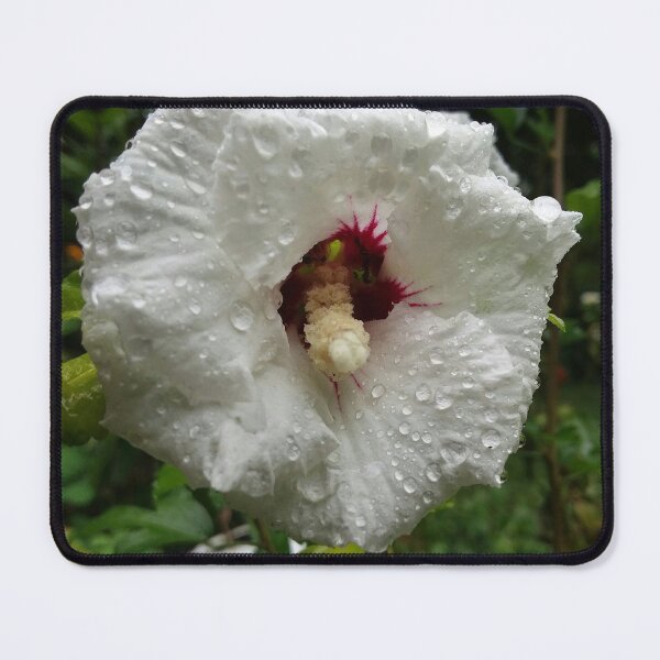 Item preview, Rose of Sharon designed and sold by edwardtiptonart.