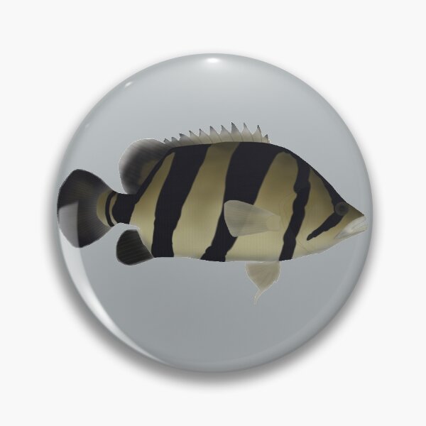Item preview, Siamese Tiger Fish designed and sold by fishfolkart.