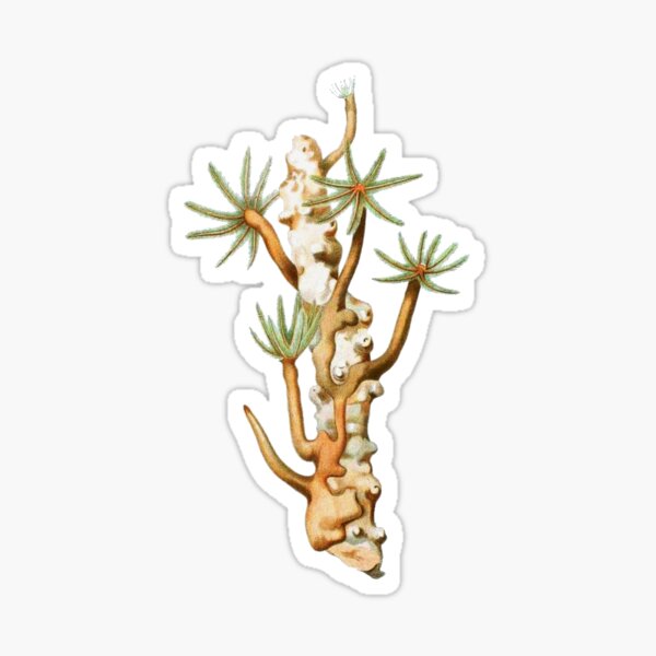 Corail Sticker