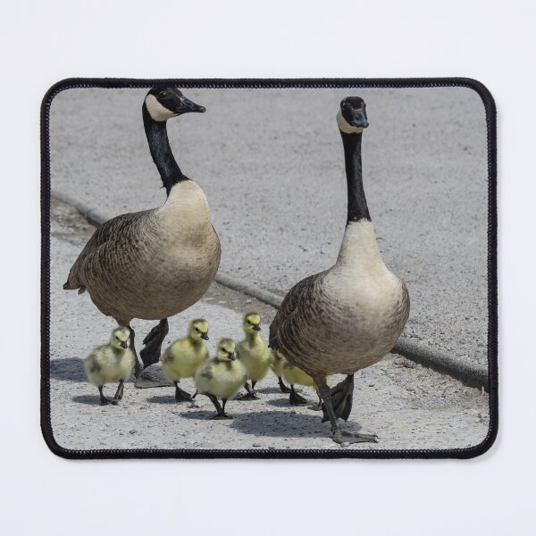 Item preview, Geese family out for a walk designed and sold by iCimages.net.