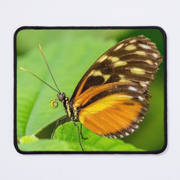 Item preview, Longwing Butterfly designed and sold by iCimages.net.