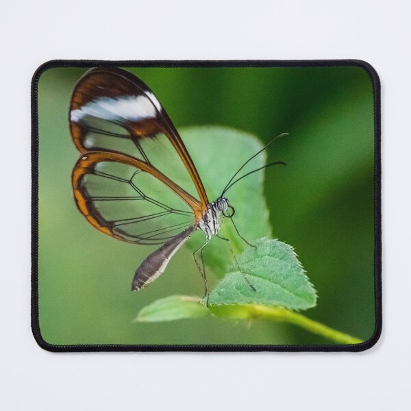 Item preview, Glasswing butterfly designed and sold by iCimages.net.